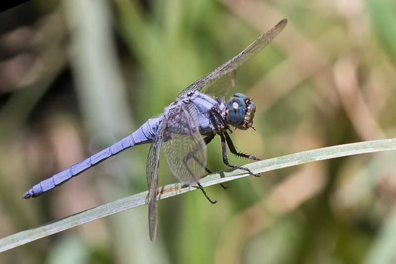 Orthetrum, ma quale? O. coerulescens anceps